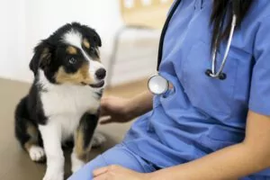 Intestinal Blockage in Dogs: Symptoms and Treatment