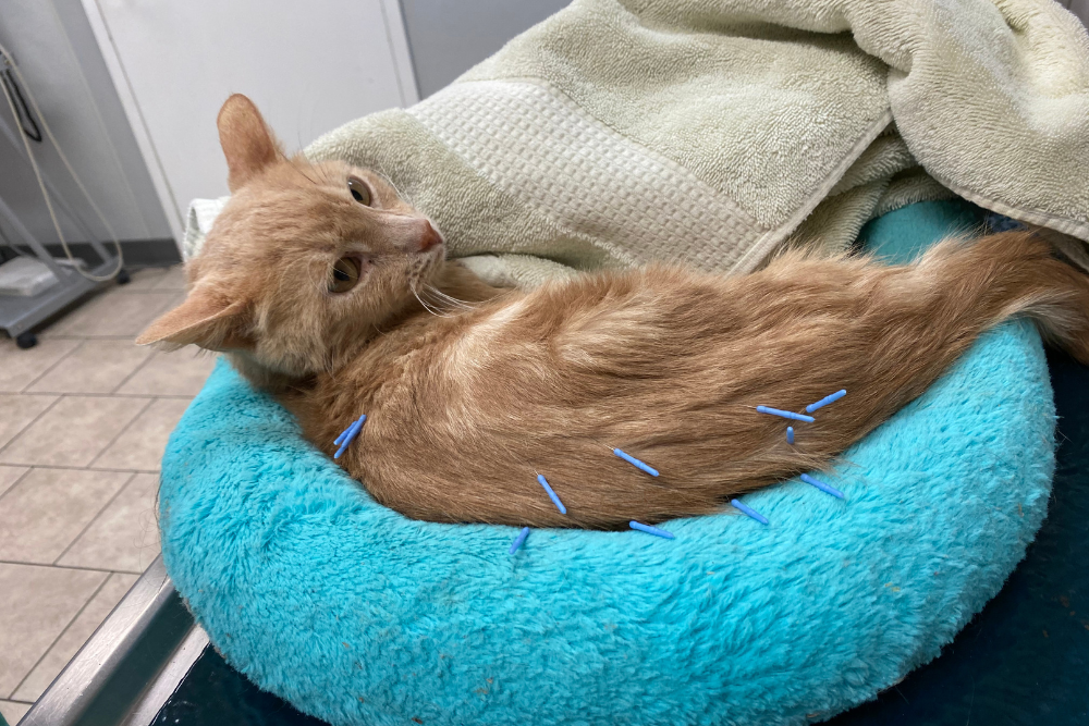 acupuncture-cat-resting
