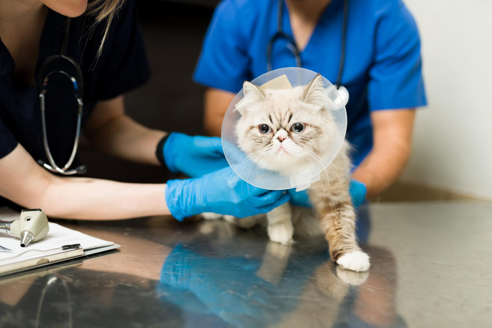 cute-persian-cat-with-recovery-cone-after-surgery-veterinarian-woman-man-vet-putting-bandage-sick-fluffy-pet-animal-clinic