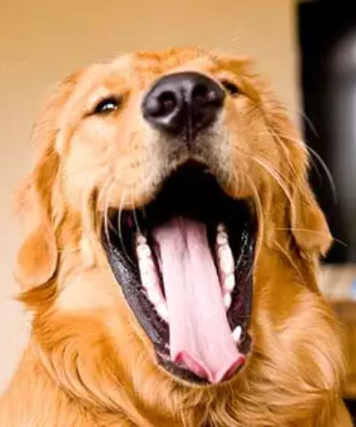 dog-showing-toung