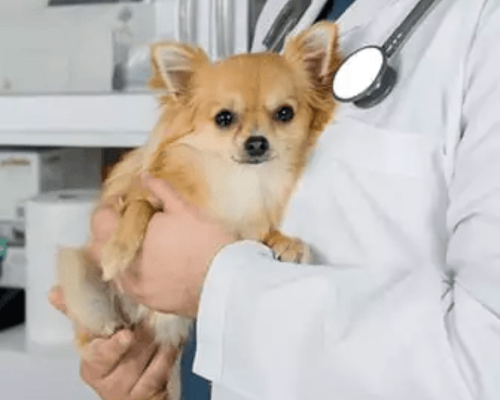 doctor-hold-puppy