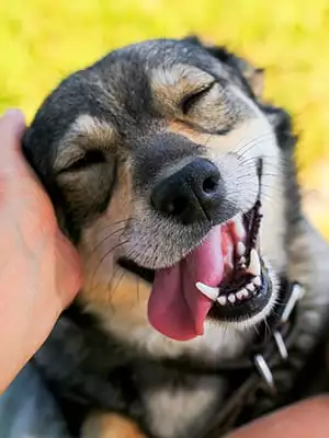 Dog and Cat Teeth Cleaning Procedure