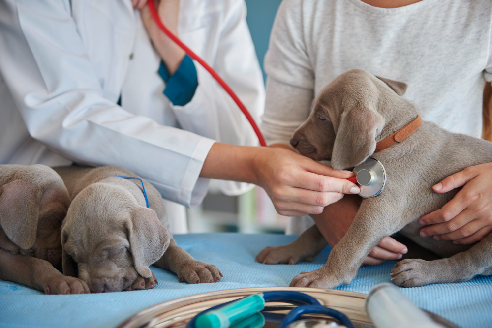 vet-doing-routine-examination vet doing routine examination on three dogs