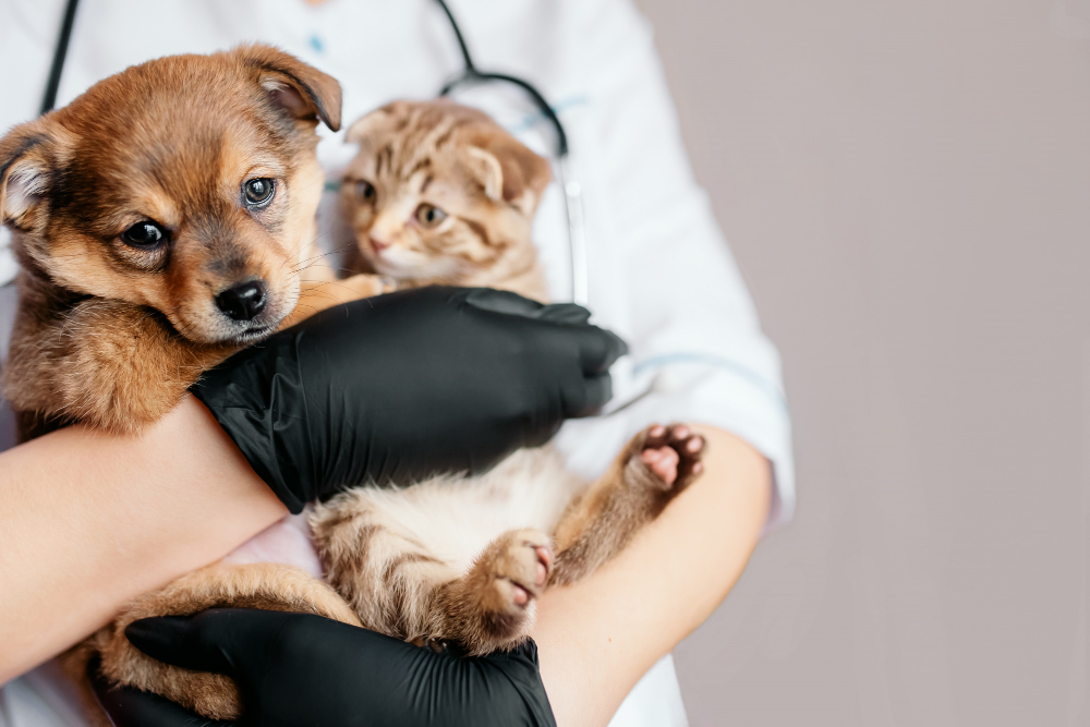 veterinarian-black-gloves-with-dog-cat-his-hands