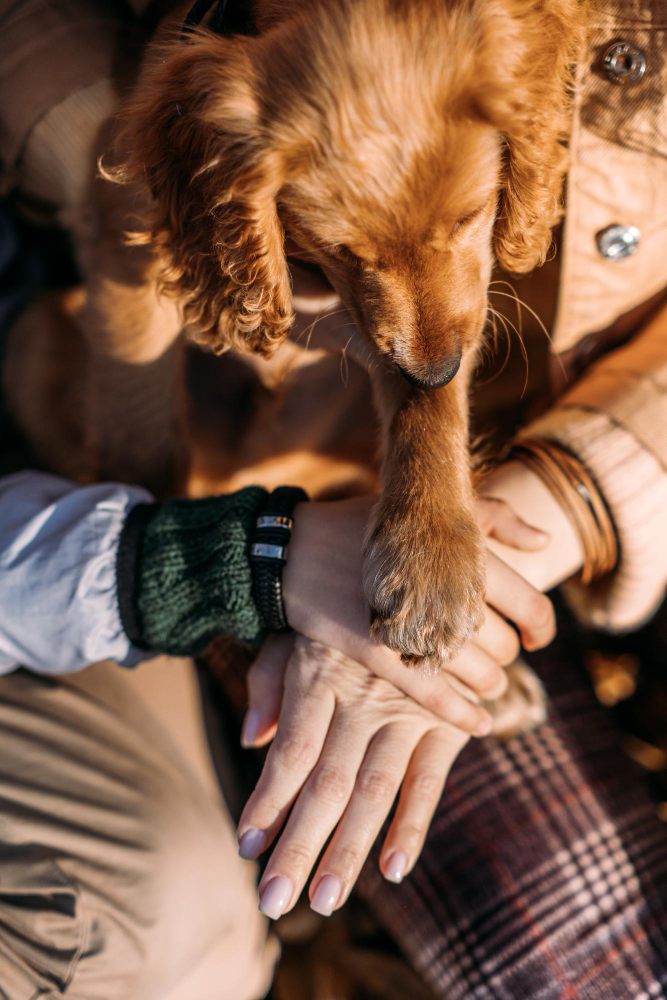 dog-paws-with-human-hands-close-up-woman-walk-with-little-english-cocker-spaniel-puppy-dog-autumn