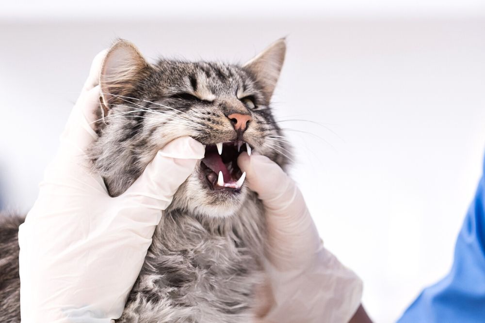 closeup of cat receiving dental exam