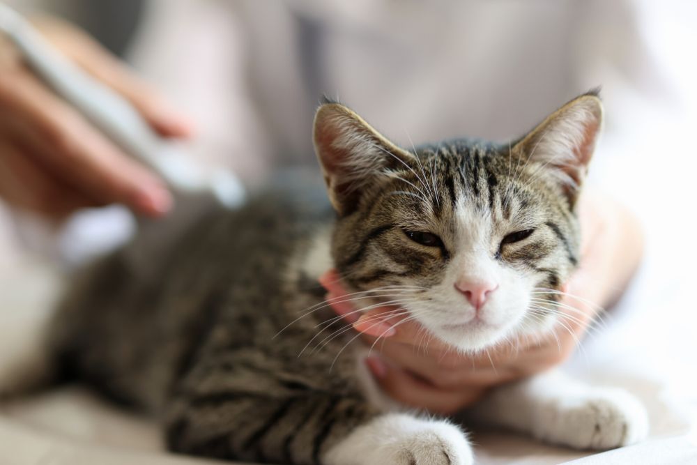 closeup of relaxed cat receiving an ultrasound