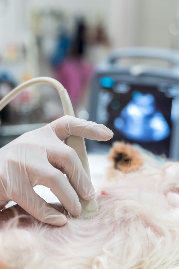 closeup of ultrasound on dog