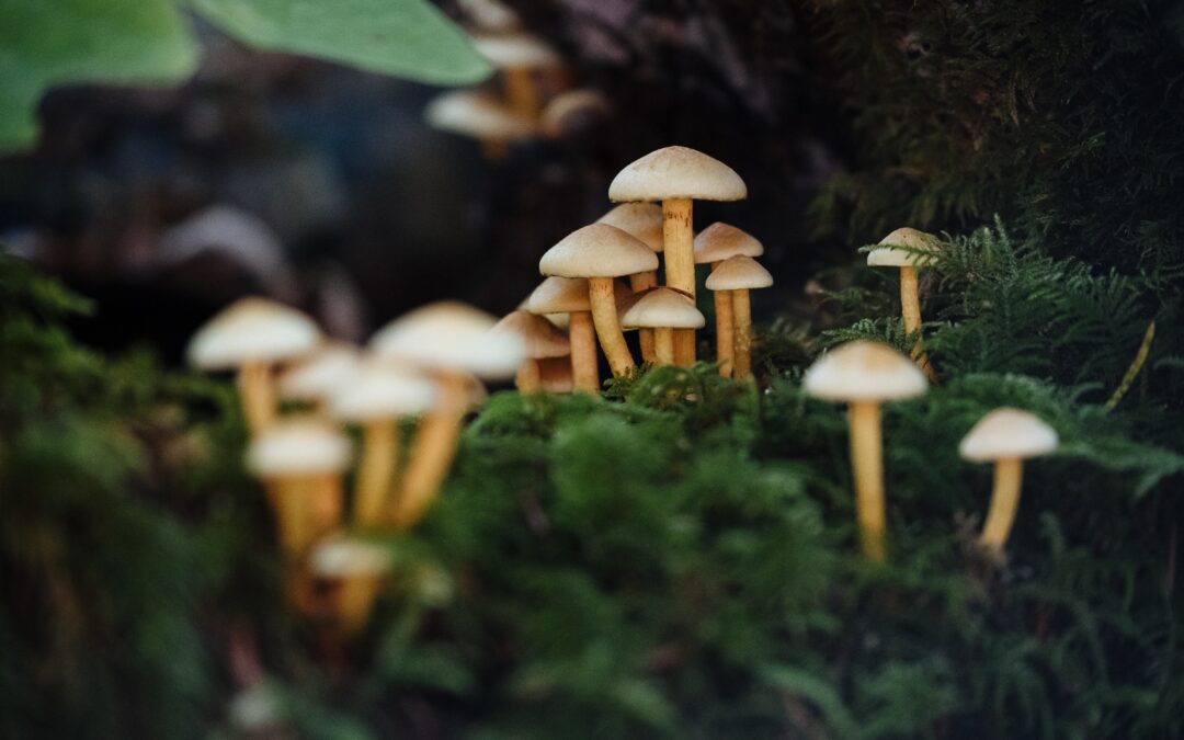 Bundle of mushrooms growing on some moss in a forest.