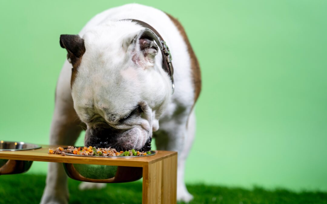 Bulldog eating a bowl of food.