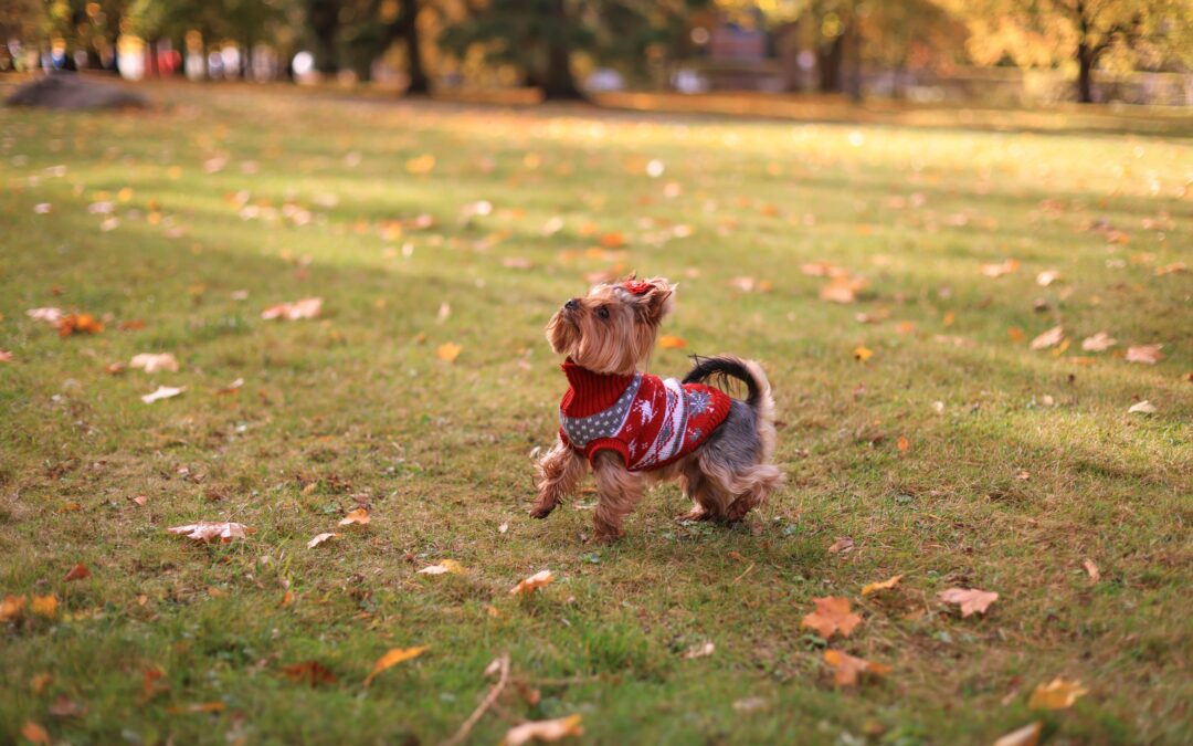 Small dog in a sweater looking happy in a field with leaves.