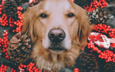 Celebrating the Silver Whiskers: Keeping Senior Pets Safe for the Holidays