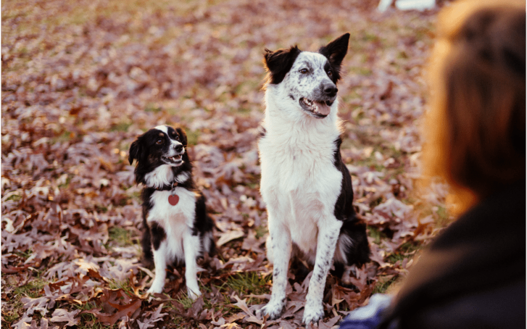 Two dogs sitting next to each other on a pile of leaves.