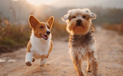 The Health and Happiness Connection: Why Dog Training Matters