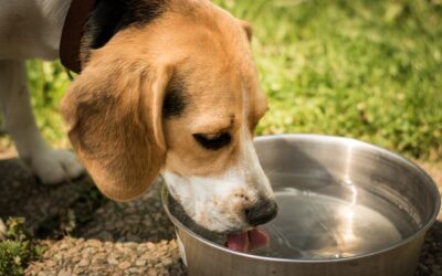 Pet Hydration 101: Are They Drinking Enough Water?