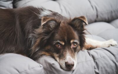 Understanding Why Adult Dog & Cat Wellness Visits Are Essential