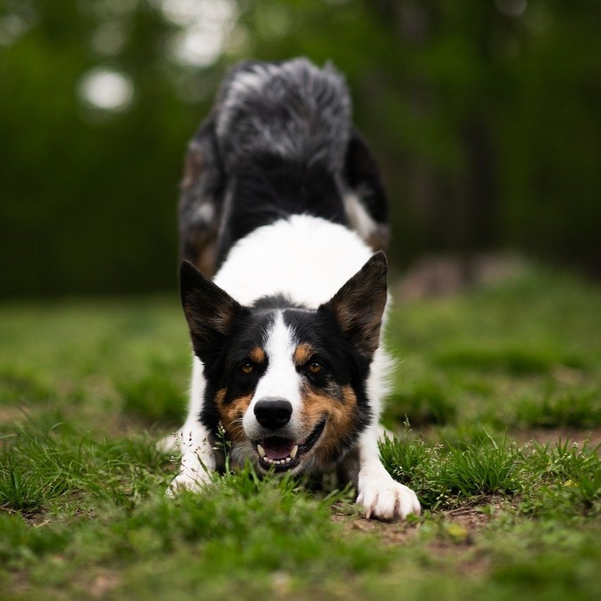 dogcrop